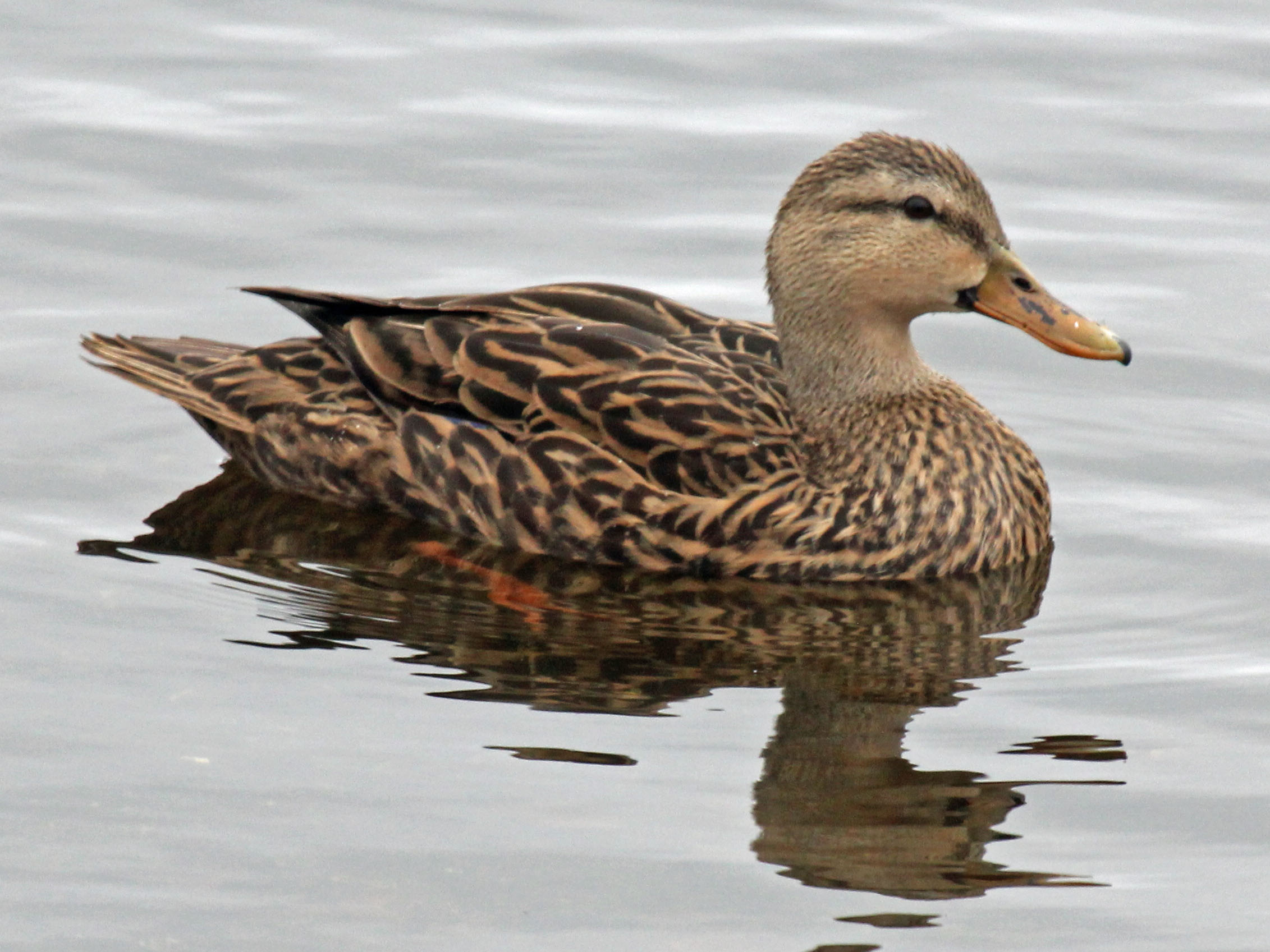 Image of the Mottled Duck