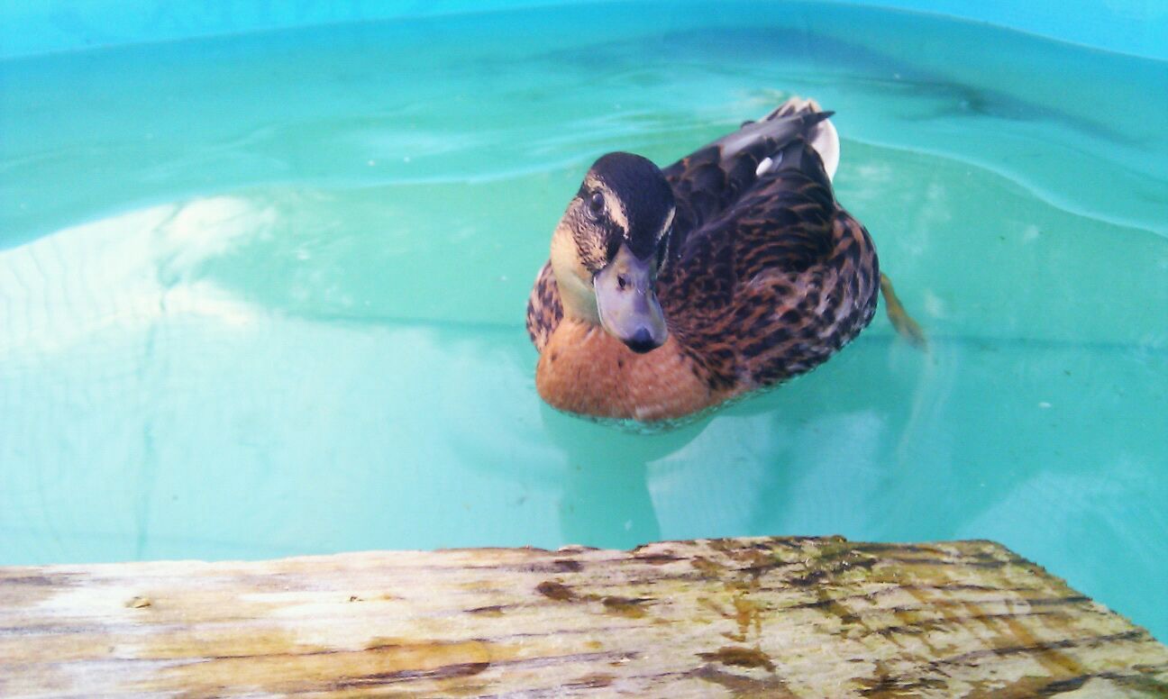 Wilbur the duck approves of all those stars